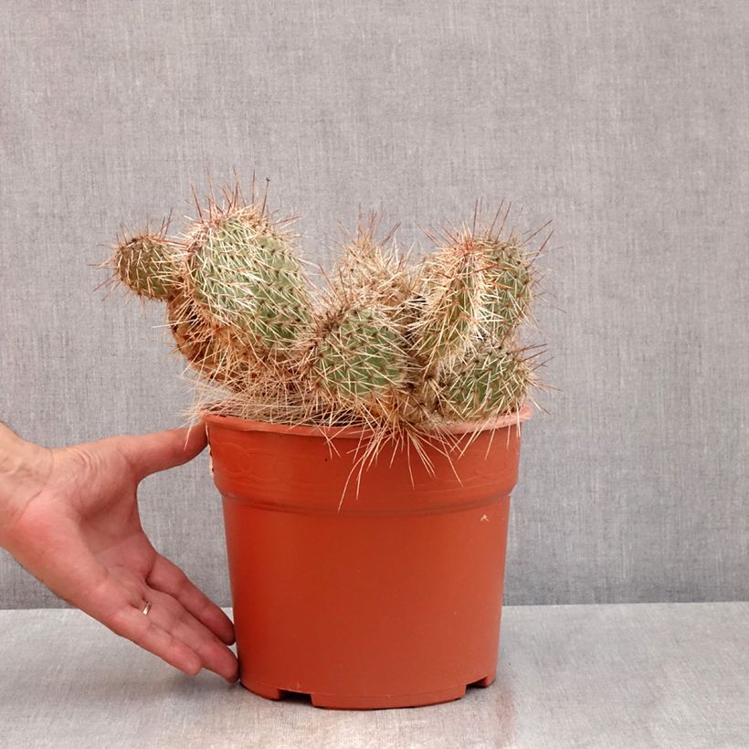 Exemplaar van Opuntia polyacantha - Schijfcactus Pot van 4 l/5 l zoals geleverd in de zomer