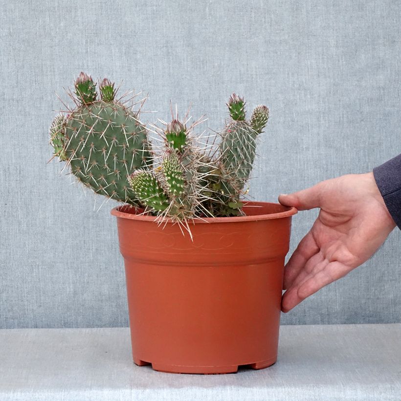 Exemplaar van Opuntia polyacantha - Schijfcactus Pot van 4 l/5 l zoals geleverd in de lente