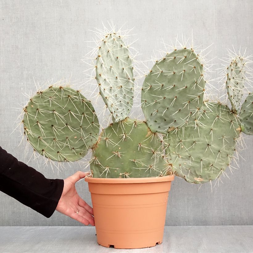Exemplaar van Opuntia robusta - Schijfcactus Pot van 7,5 l/10 l zoals geleverd in de herfst