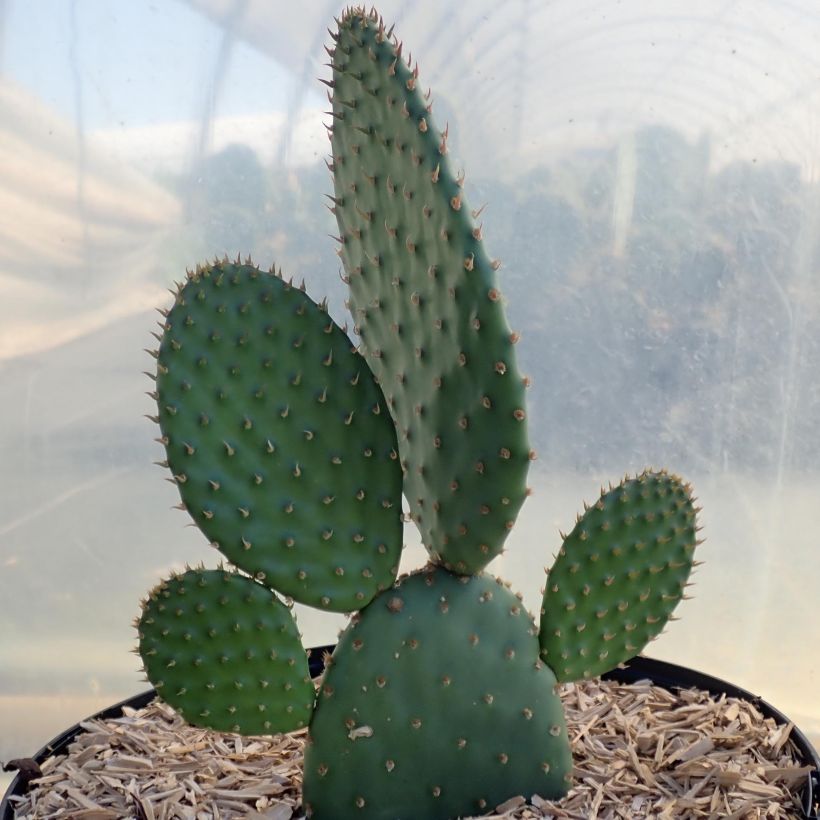 Opuntia rufida - Vijgcactus (Groeiplaats)