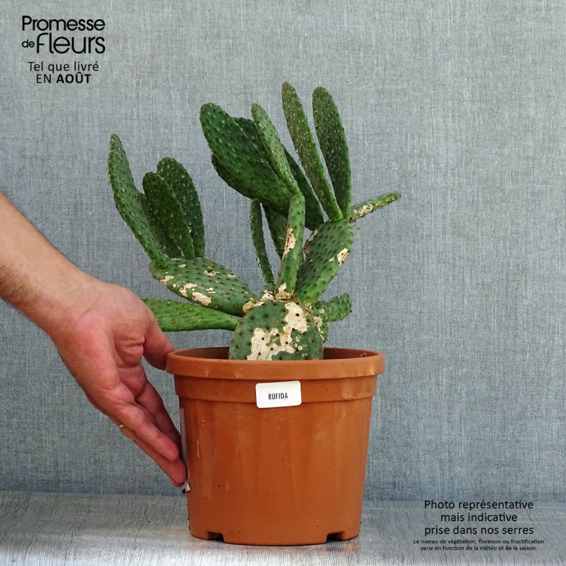 Exemplaar van Opuntia rufida - Vijgcactus Pot van 3 l/4 l zoals geleverd in de zomer
