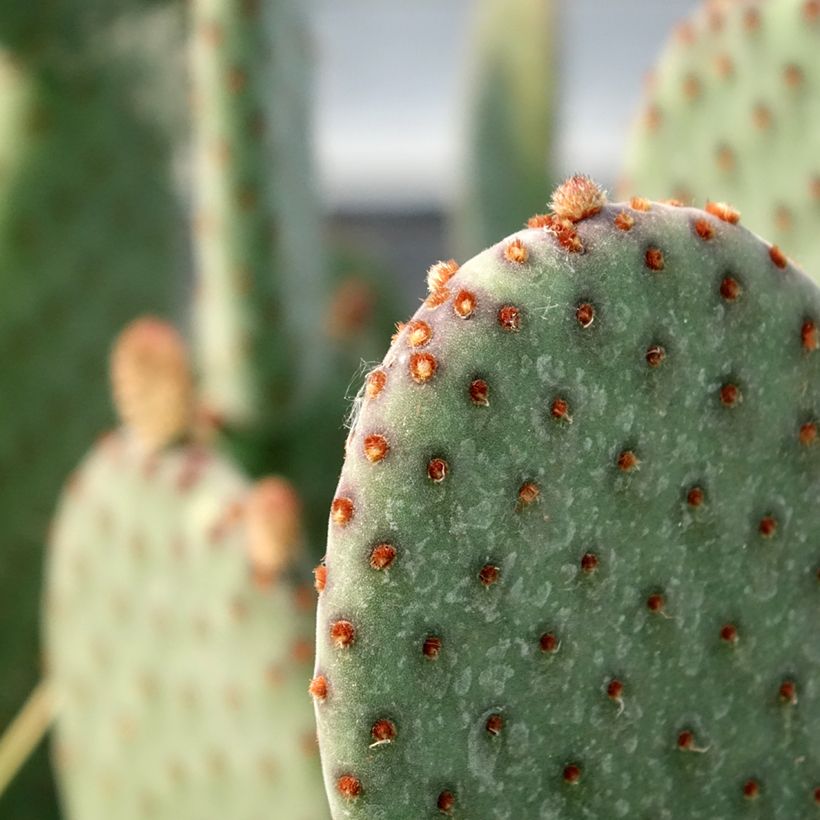 Opuntia rufida - Vijgcactus (Blad)