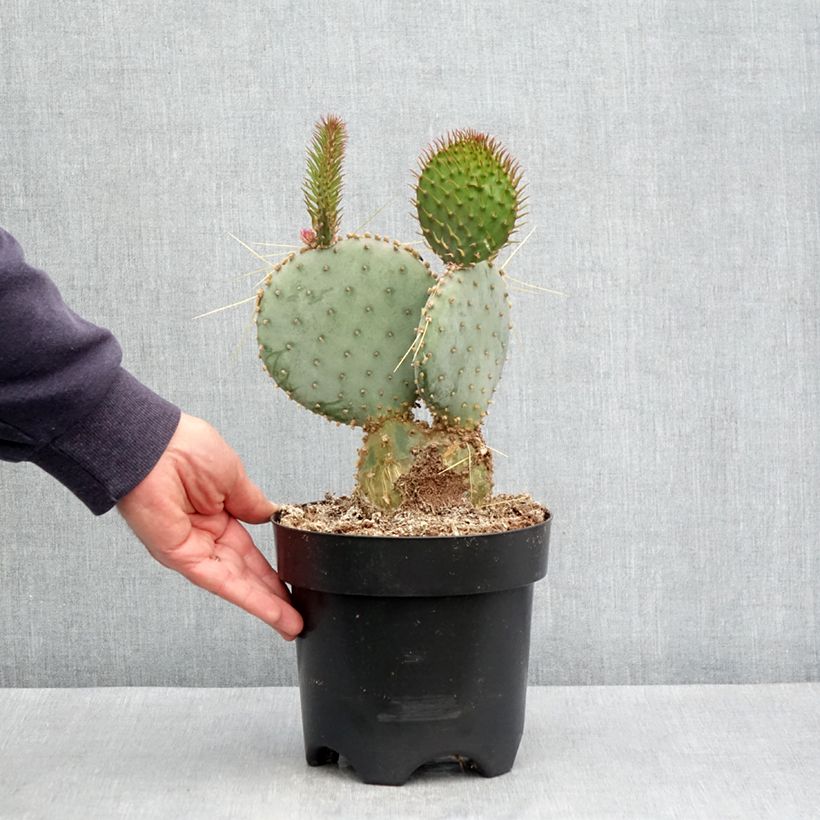 Exemplaar van Opuntia santa-rita - Paarse schijfcactus Pot van 3 l/4 l zoals geleverd in de lente