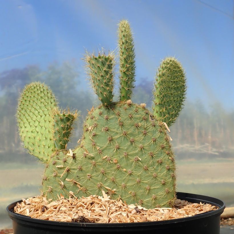 Opuntia scheeri - Schijfcactus (Groeiplaats)