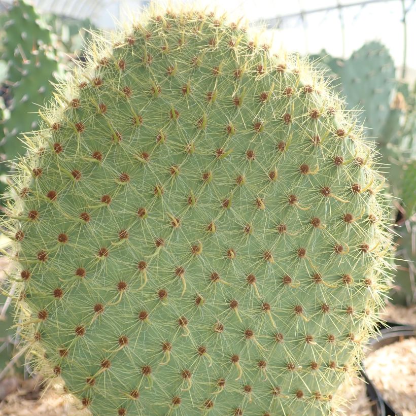 Opuntia scheeri - Schijfcactus (Blad)