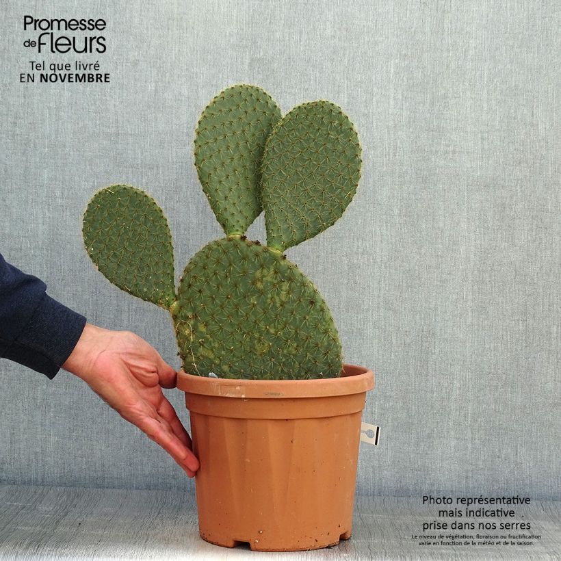 Exemplaar van Opuntia scheeri - Schijfcactus Pot van 4 l/5 l zoals geleverd in de herfst