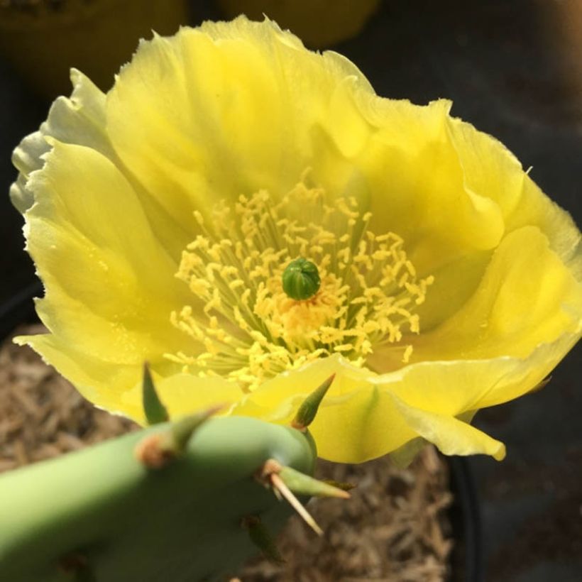 Opuntia semispinosa - Schijfcactus (Bloei)