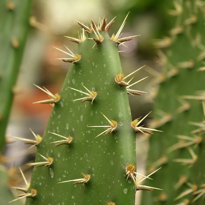 Opuntia semispinosa - Schijfcactus (Blad)