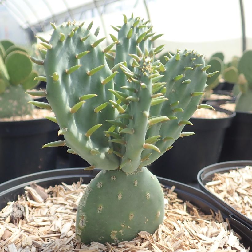 Opuntia tapana - Schijfcactus (Groeiplaats)