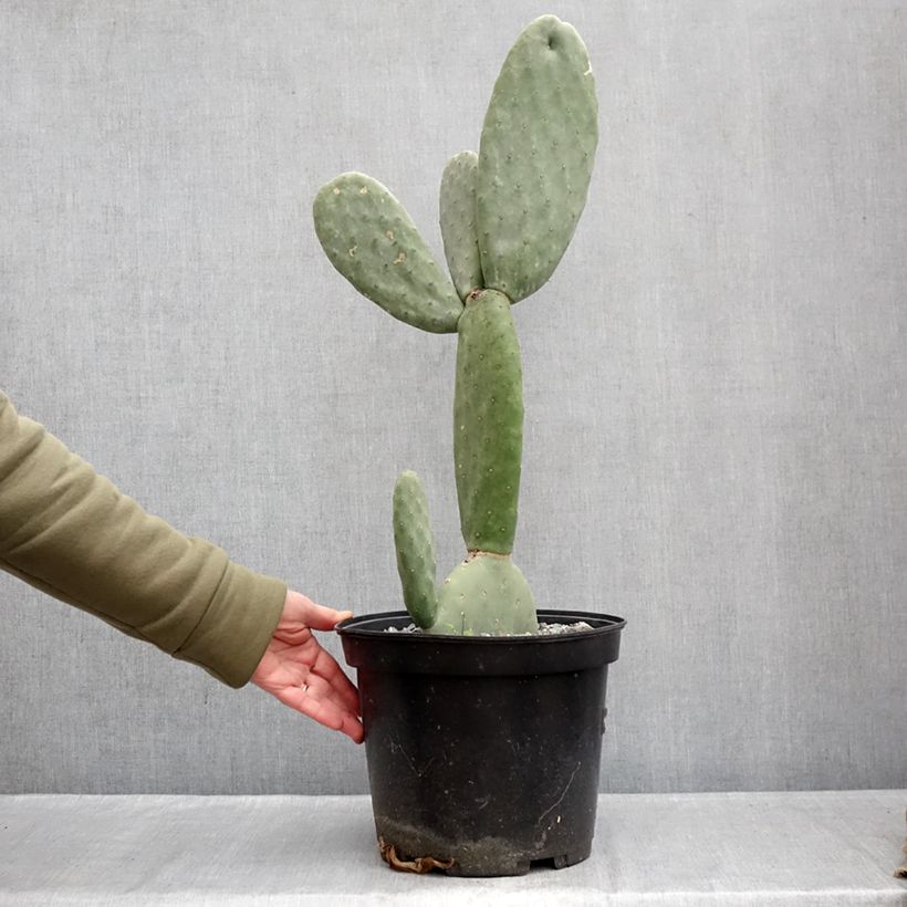 Exemplaar van Opuntia Titania - Schijfcactus Pot van 3 l/4 l zoals geleverd in de winter
