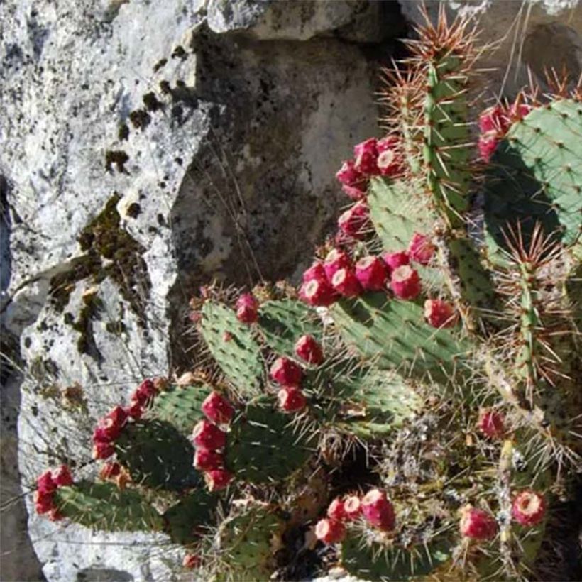 Opuntia zuniensis - Schijfcactus (Groeiplaats)