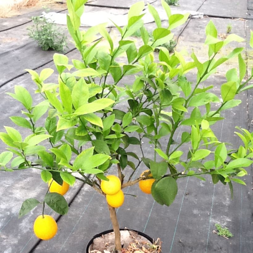 Sinaasappelboom - Citrus sinensis (Plant habit)
