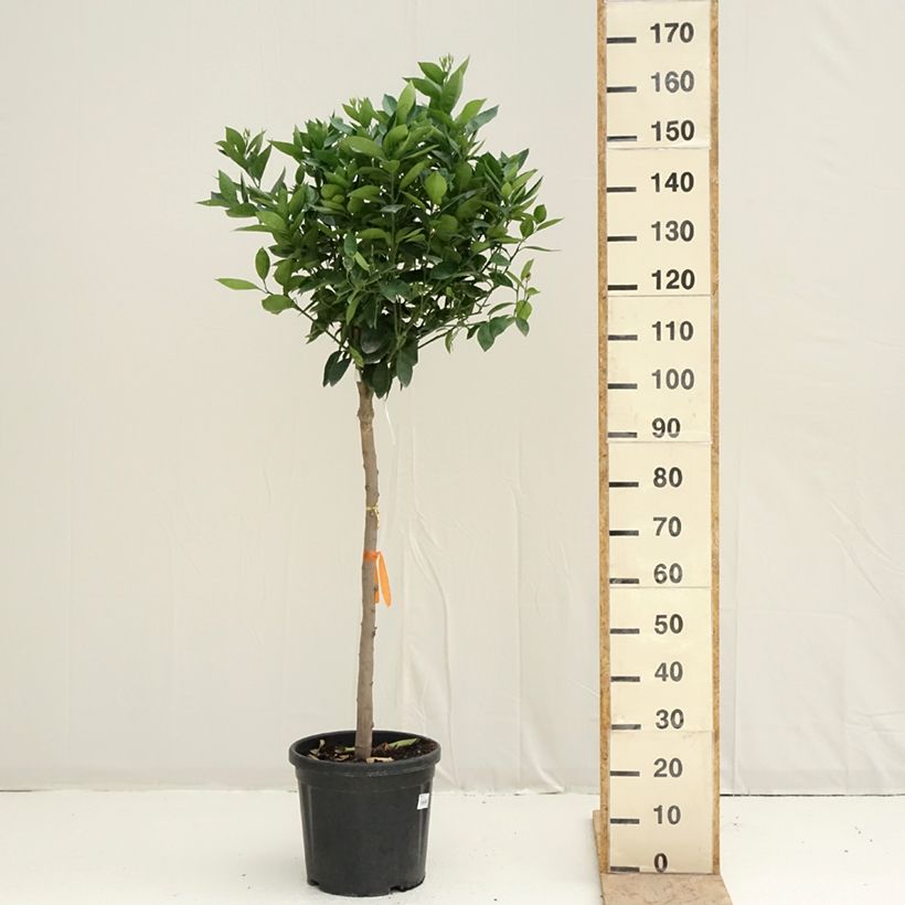 Example of Sinaasappelboom - Citrus sinensis Pot van 18 l/20 l, Half-hoge stam as you get in printemps