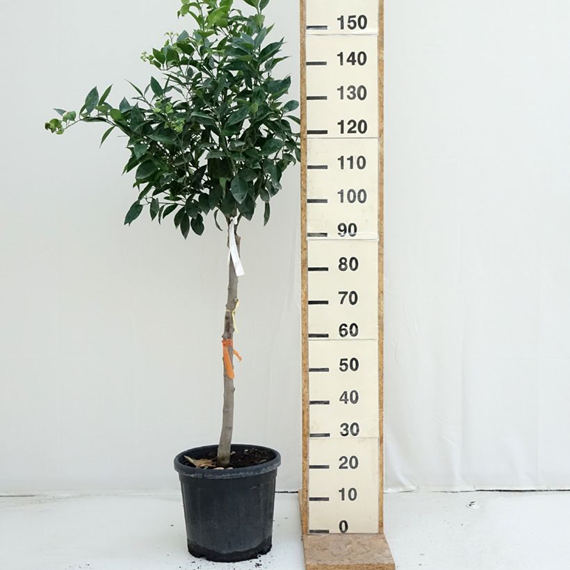 Exemplaar van Sinaasappelboom - Citrus sinensis Pot van 18 l/20 l, Half-hoge stam zoals geleverd in de zomer