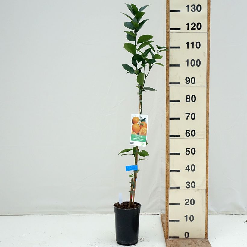 Example of Sinaasappelboom - Citrus sinensis Pot van 3 l/4 l, Pol as you get in hiver