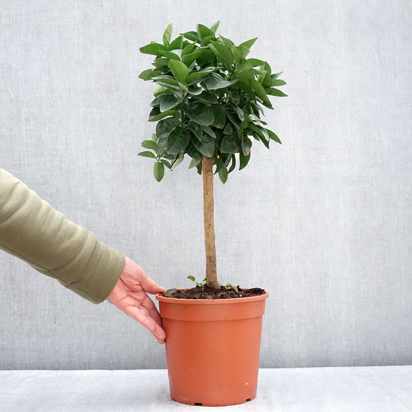 Example of Sinaasappelboom - Citrus sinensis Pot van 4 l/5 l, Kwartstam as you get in hiver