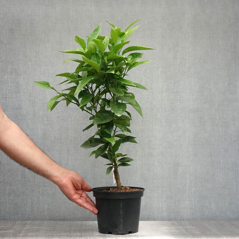 Exemplaar van Sinaasappelboom Washington Navel Pot van 4 l/5 l, Kwartstam zoals geleverd in de zomer