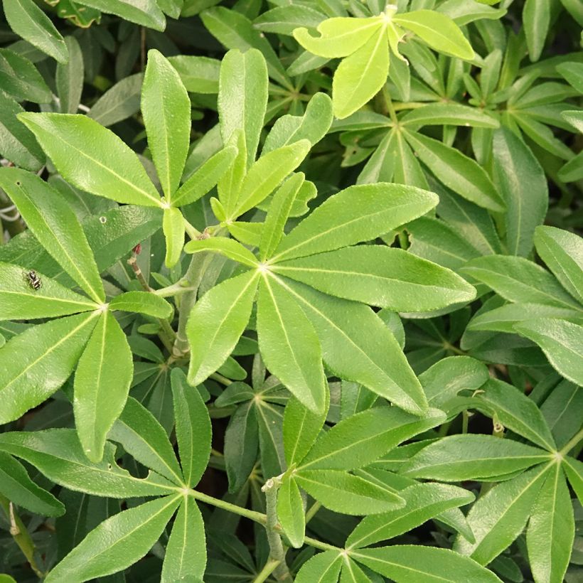 Choisya ternata Green Fingers - Mexicaanse oranjebloesem (Blad)