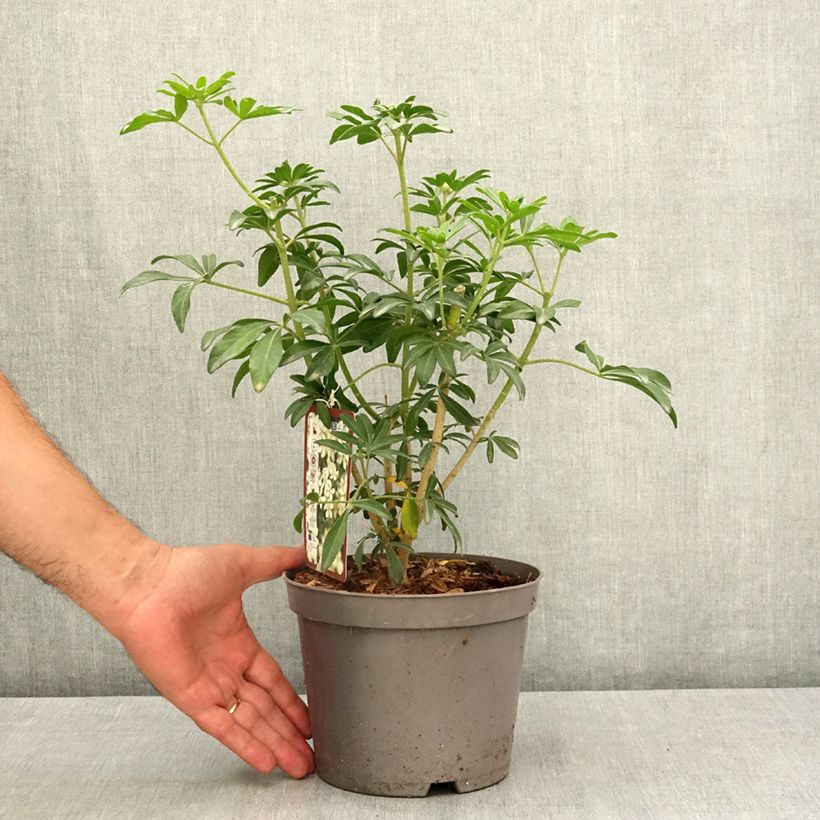 Exemplaar van Choisya ternata Green Fingers - Mexicaanse oranjebloesem Pot van 2 l/3 l zoals geleverd in de zomer