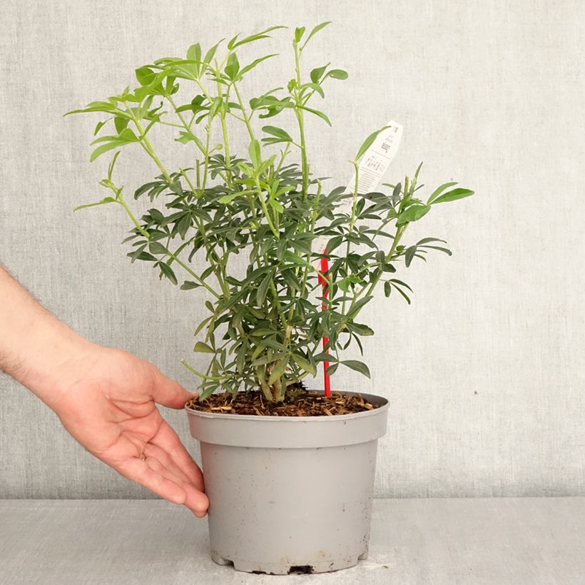 Exemplaar van Choisya ternata Green Fingers - Mexicaanse oranjebloesem Pot van 2 l/3 l zoals geleverd in de lente