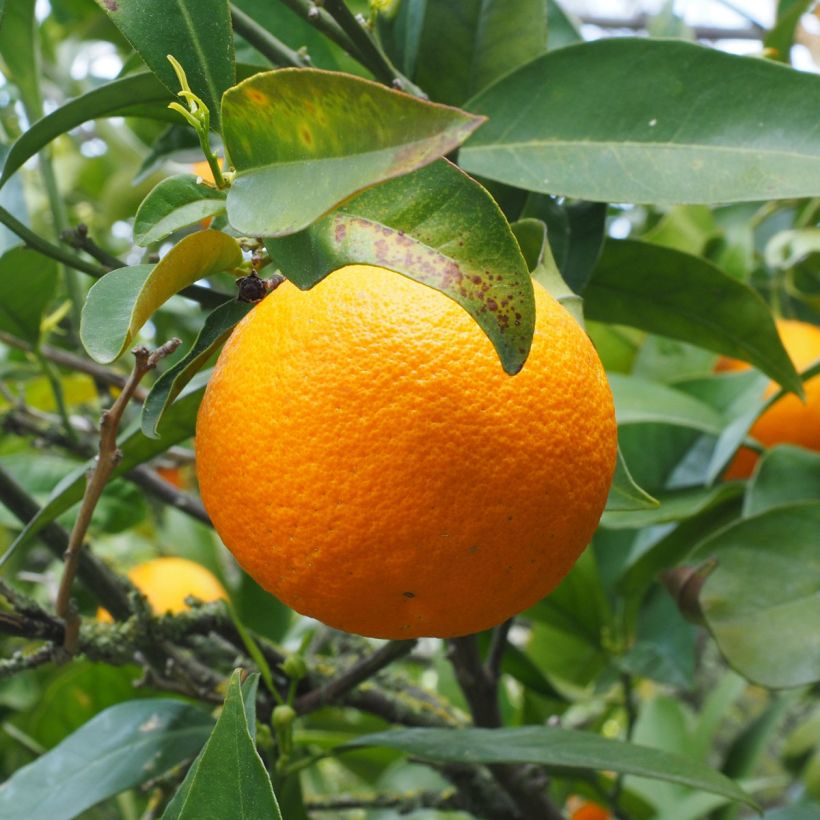 Sinaasappelboom - Citrus sinensis (Harvest)