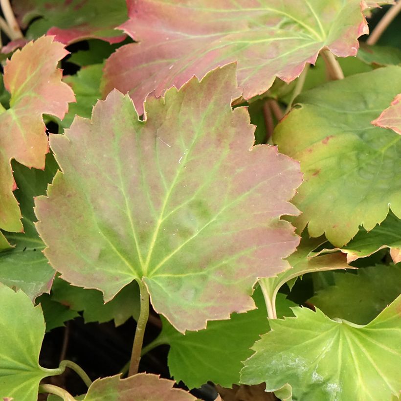 Oredenia Fusion of Fire - Oredenia (Blad)