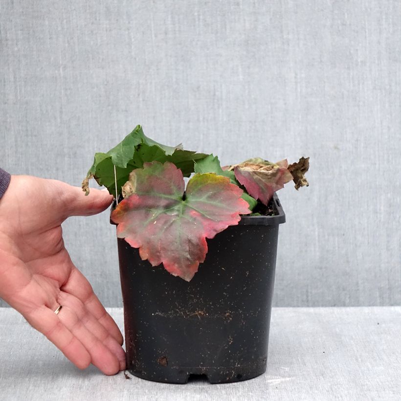 Exemplaar van Oredenia Fusion of Fire - Oredenia Pot van 1,5 l/2 l zoals geleverd in de herfst