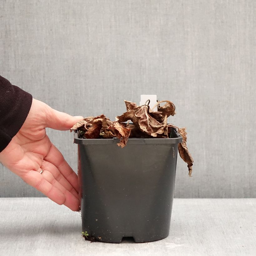 Exemplaar van Oredenia Fusion of Fire - Oredenia Pot van 1,5 l/2 l zoals geleverd in de winter