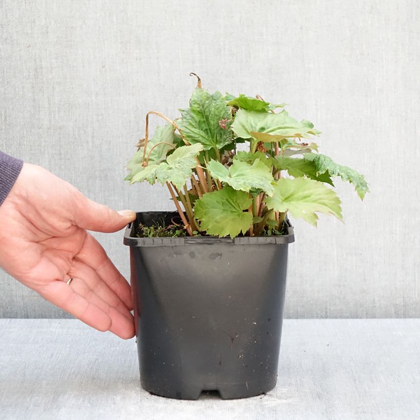 Exemplaar van Oredenia Fusion of Fire - Oredenia Pot van 1,5 l/2 l zoals geleverd in de lente
