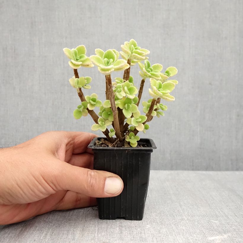 Exemplaar van Plectranthus amboinicus - Vijf-in-een-kruid Kweekpotje van 8/9 cm zoals geleverd in de herfst