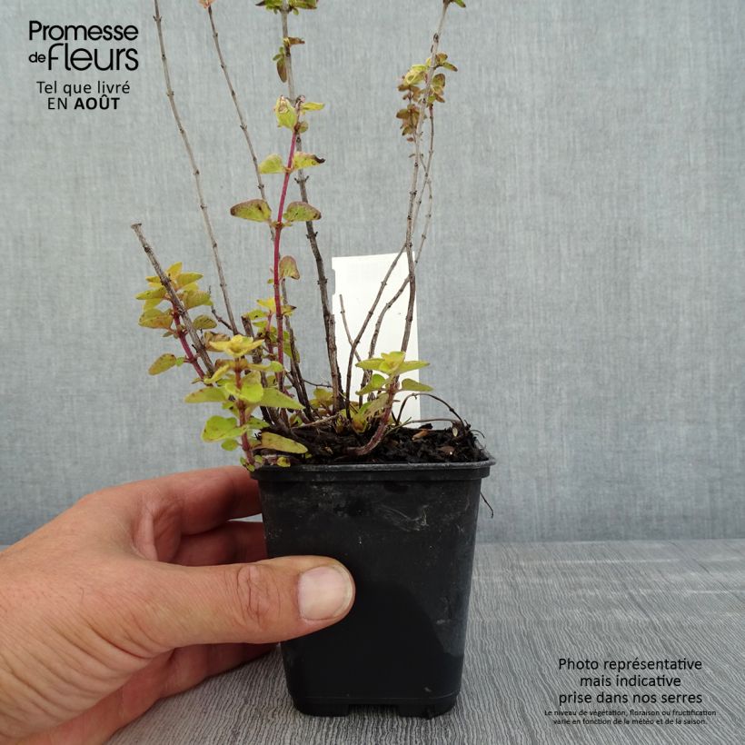 Exemplaar van Origanum laevigatum Norton Gold - Siermarjolein Kweekpotje van 8/9 cm zoals geleverd in de zomer