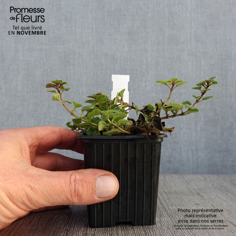 Exemplaar van Wilde marjolein Hot and Spicy Kweekpotje van 8/9 cm zoals geleverd in de herfst