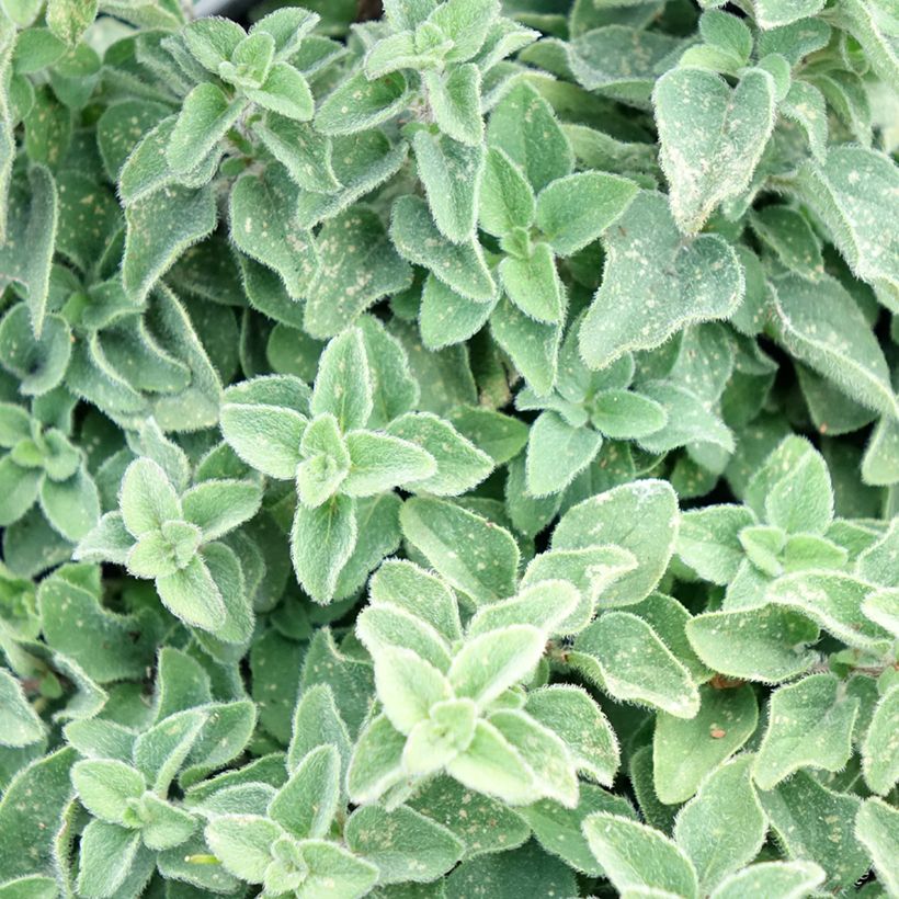 Wilde marjolein Hot and Spicy (Blad)