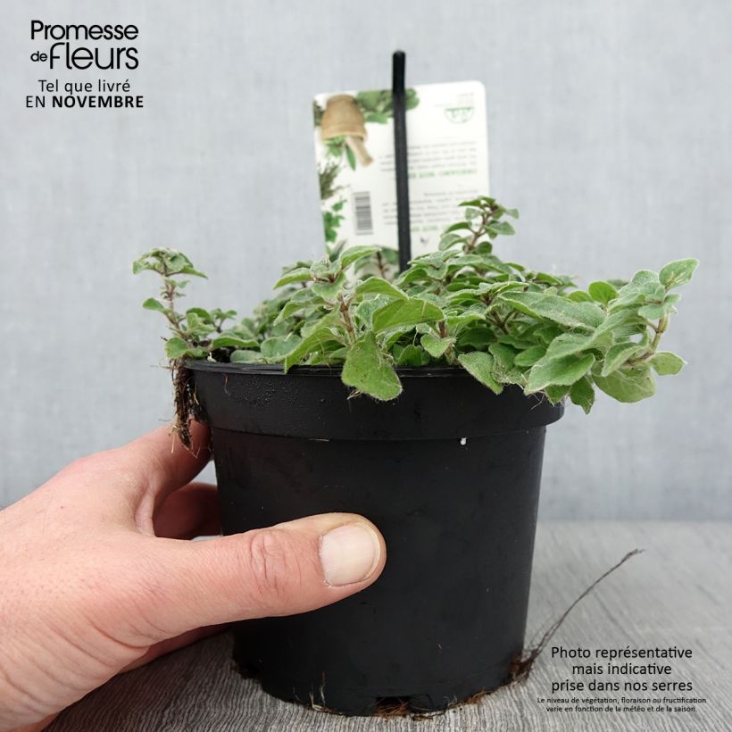 Exemplaar van Origan Hot and Spicy  Pot de 1,5L/2L zoals geleverd in de herfst