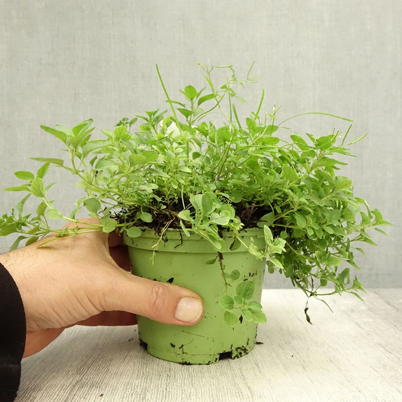 Exemplaar van Wilde marjolein BIO (jonge planten) Pot van 1 l/1,5 l zoals geleverd in de herfst