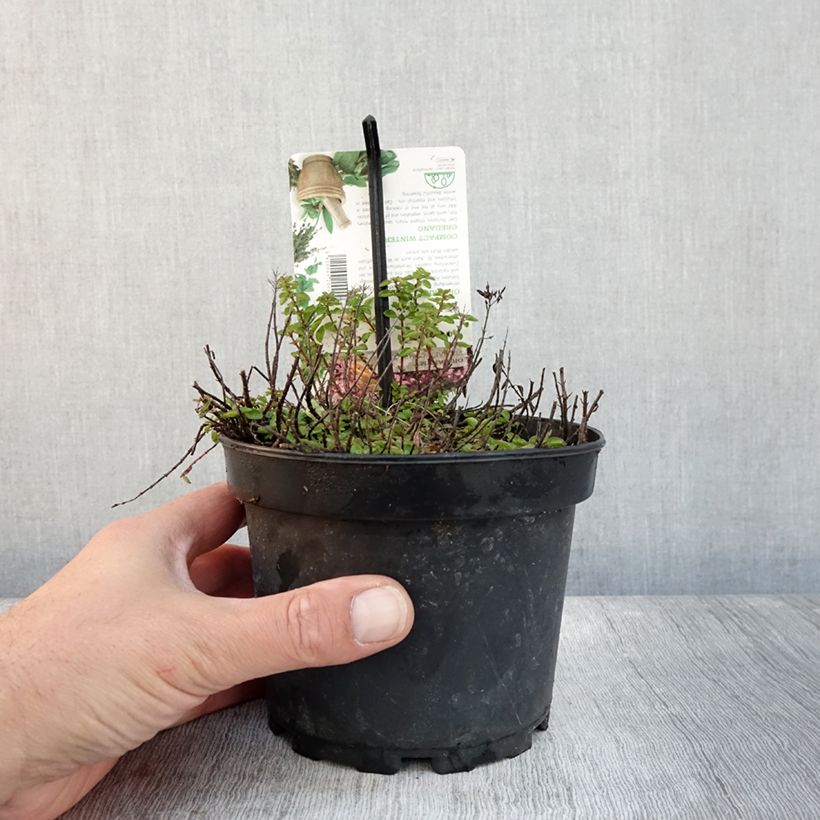 Exemplaar van Origan - Origanum vulgare Compactum Pot de 1,5L/2L zoals geleverd in de herfst