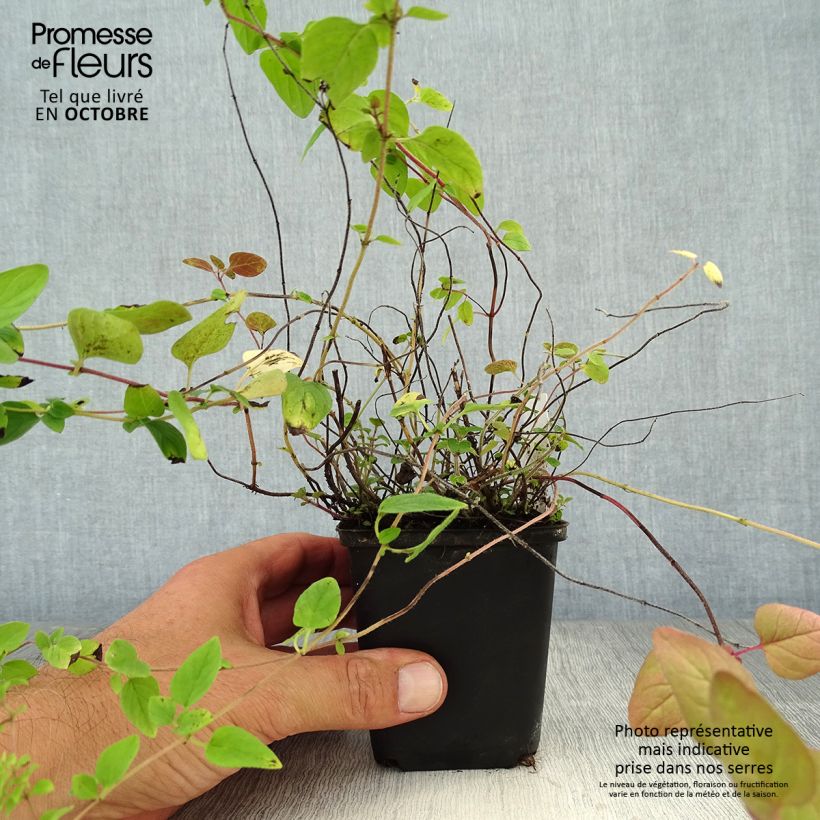 Exemplaar van Wilde marjolein BIO (jonge planten) Kweekpotje van 8/9 cm zoals geleverd in de herfst
