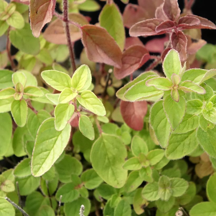Wilde marjolein BIO (jonge planten) (Blad)