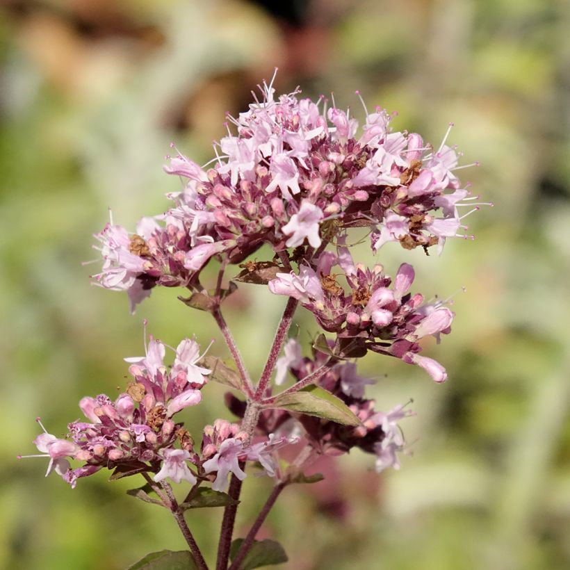 Wilde marjolein BIO (jonge planten) (Bloei)