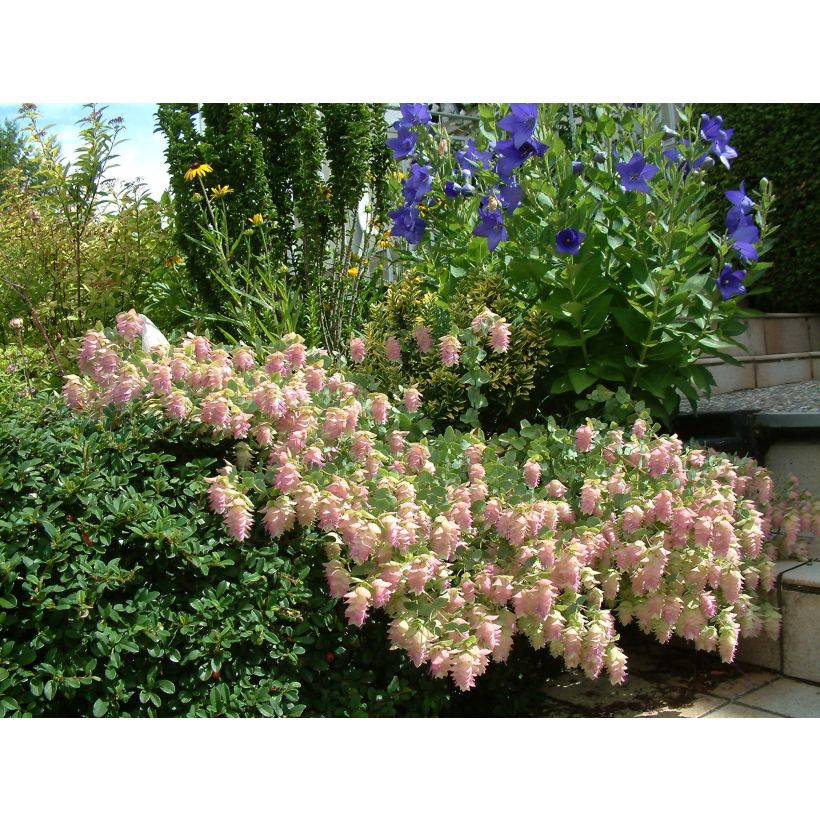 Origanum rotundifolium Kent Beauty - Marjolein (Bloei)