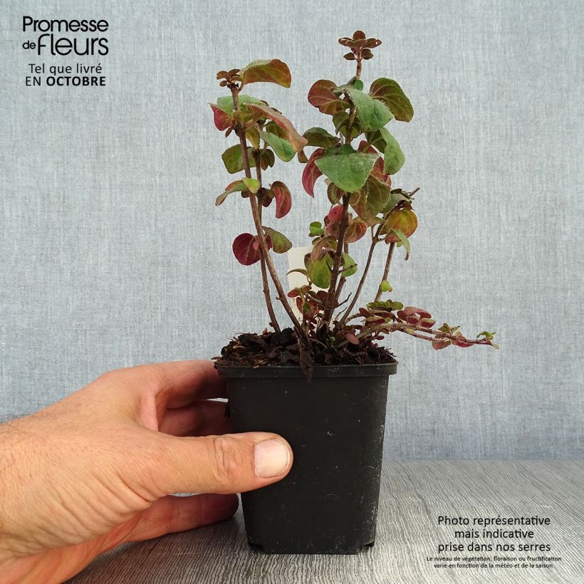Exemplaar van Origanum hybride Rosenkuppel - Oregano Kweekpotje van 8/9 cm zoals geleverd in de herfst