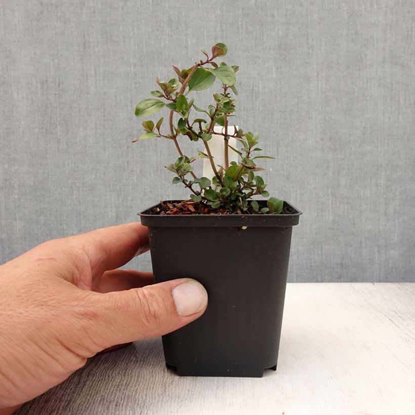 Exemplaar van Origanum laevigatum Herrenhausen - Sieroregano Kweekpotje van 8/9 cm zoals geleverd in de zomer