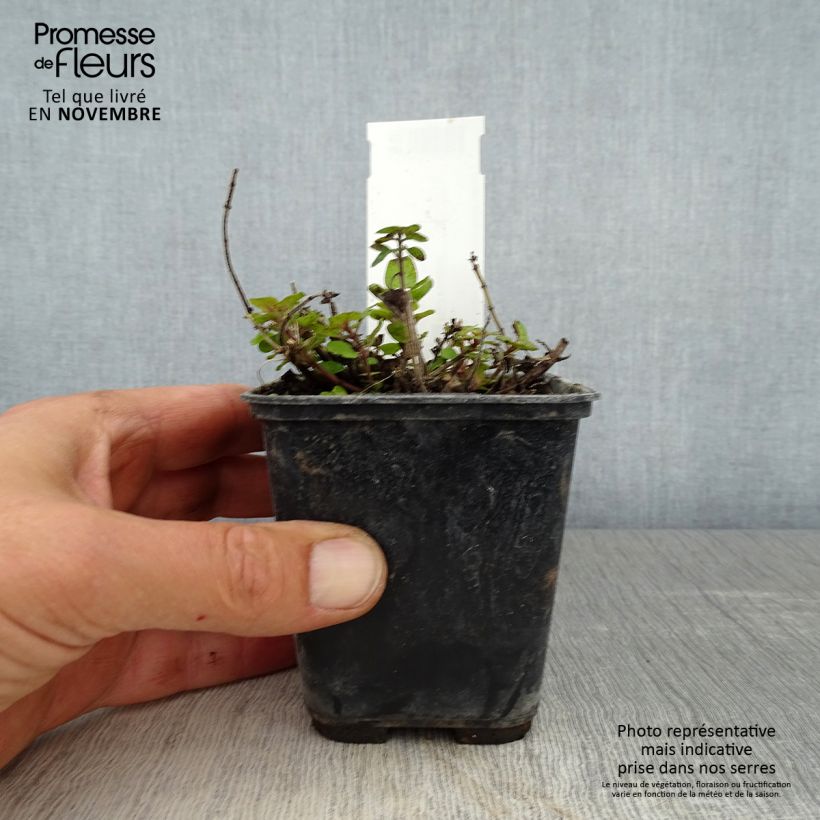 Exemplaar van Origanum majorana Pagoda Bells - Marjolein Kweekpotje van 8/9 cm zoals geleverd in de herfst
