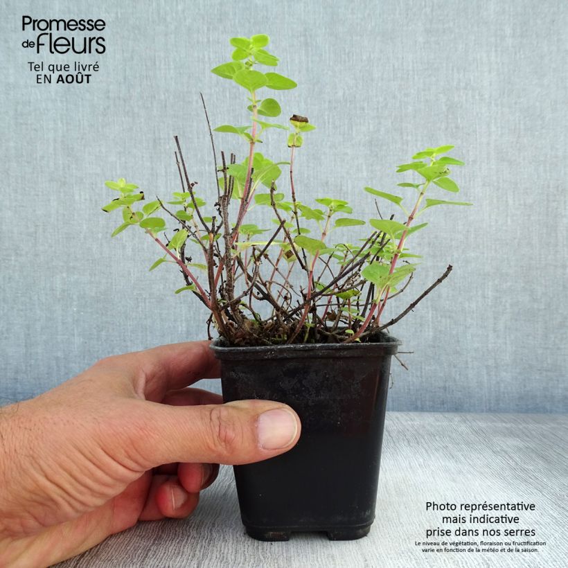 Exemplaar van Origanum majorana Pagoda Bells - Marjolein Kweekpotje van 8/9 cm zoals geleverd in de zomer
