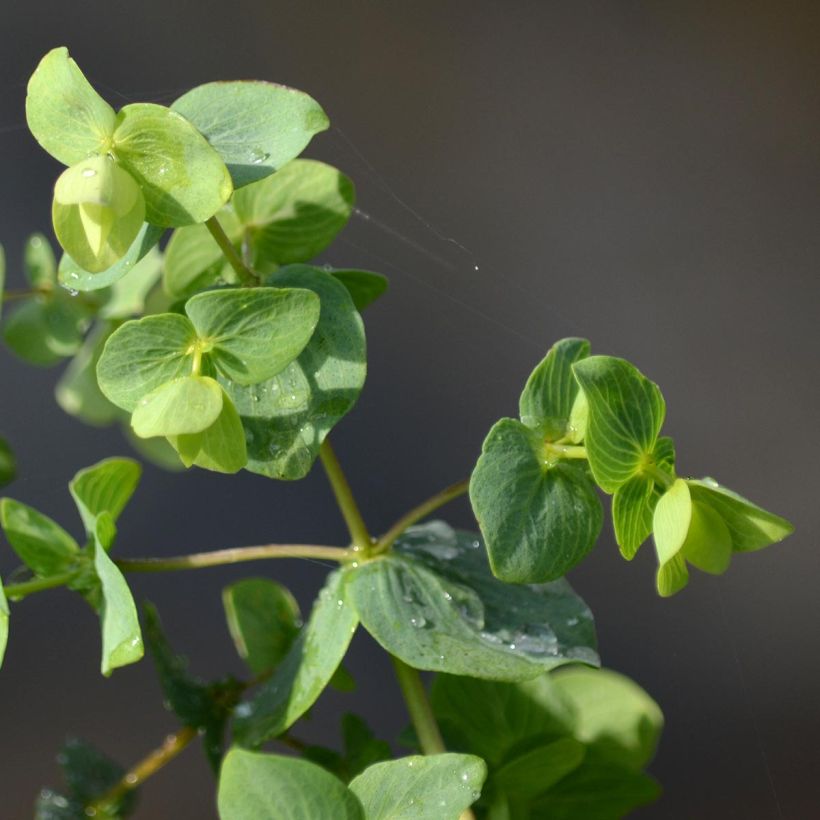 Origanum rotundifolium Kent Beauty - Marjolein (Blad)