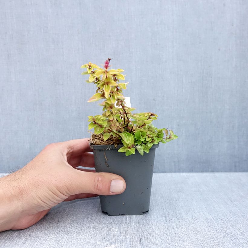 Exemplaar van Origanum vulgare Thumbles Variety - Oregano Kweekpotje van 8/9 cm zoals geleverd in de herfst