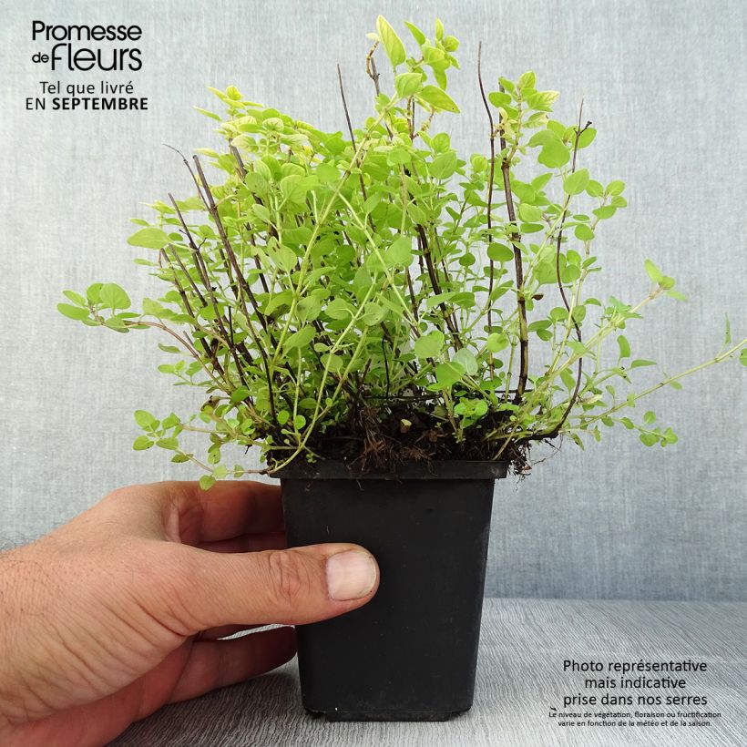 Exemplaar van Origanum vulgare Thumbles Variety - Oregano Kweekpotje van 8/9 cm zoals geleverd in de zomer