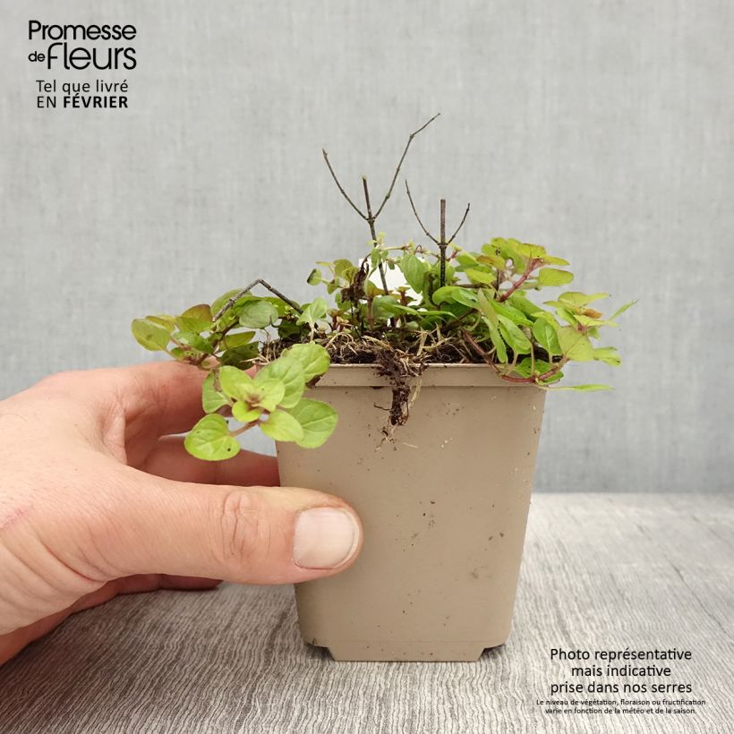 Exemplaar van Origanum vulgare Thumbles Variety - Origan commun doré Godet de 8/9 cm zoals geleverd in de winter