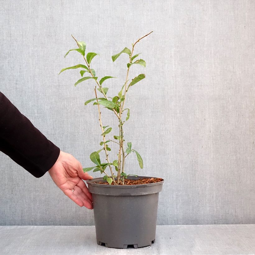 Exemplaar van Orixa japonica - Orixa Pot van 4 l/5 l zoals geleverd in de herfst