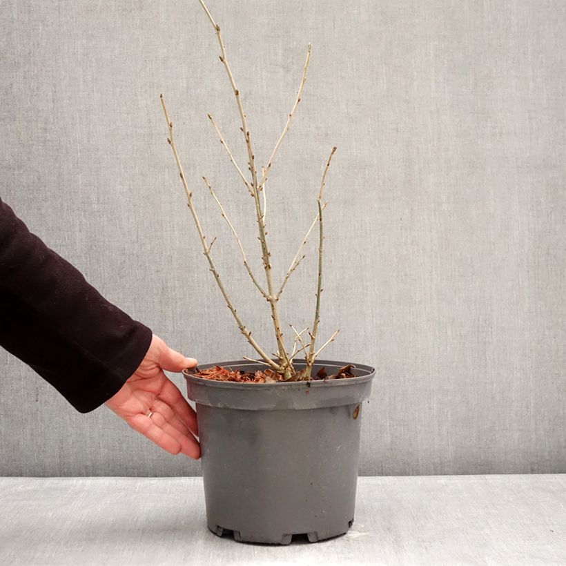 Exemplaar van Orixa japonica - Orixa Pot van 4 l/5 l zoals geleverd in de winter